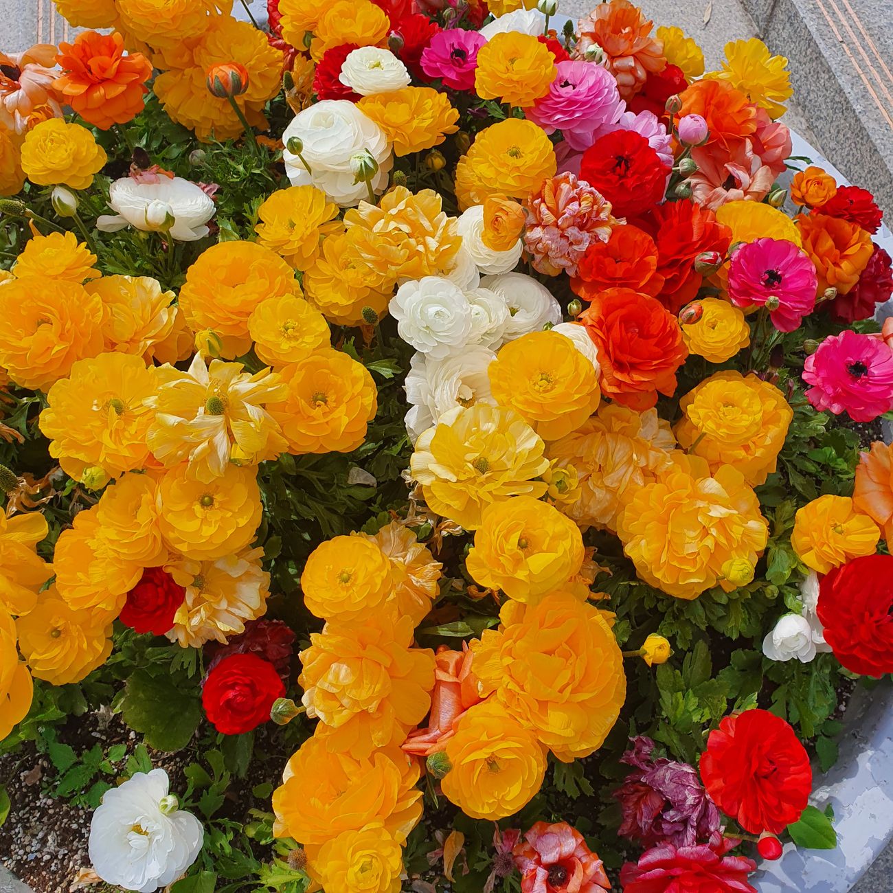 Blomsterbed foran huset